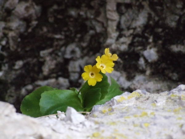 Primula auricula / Primula orecchia d''orso